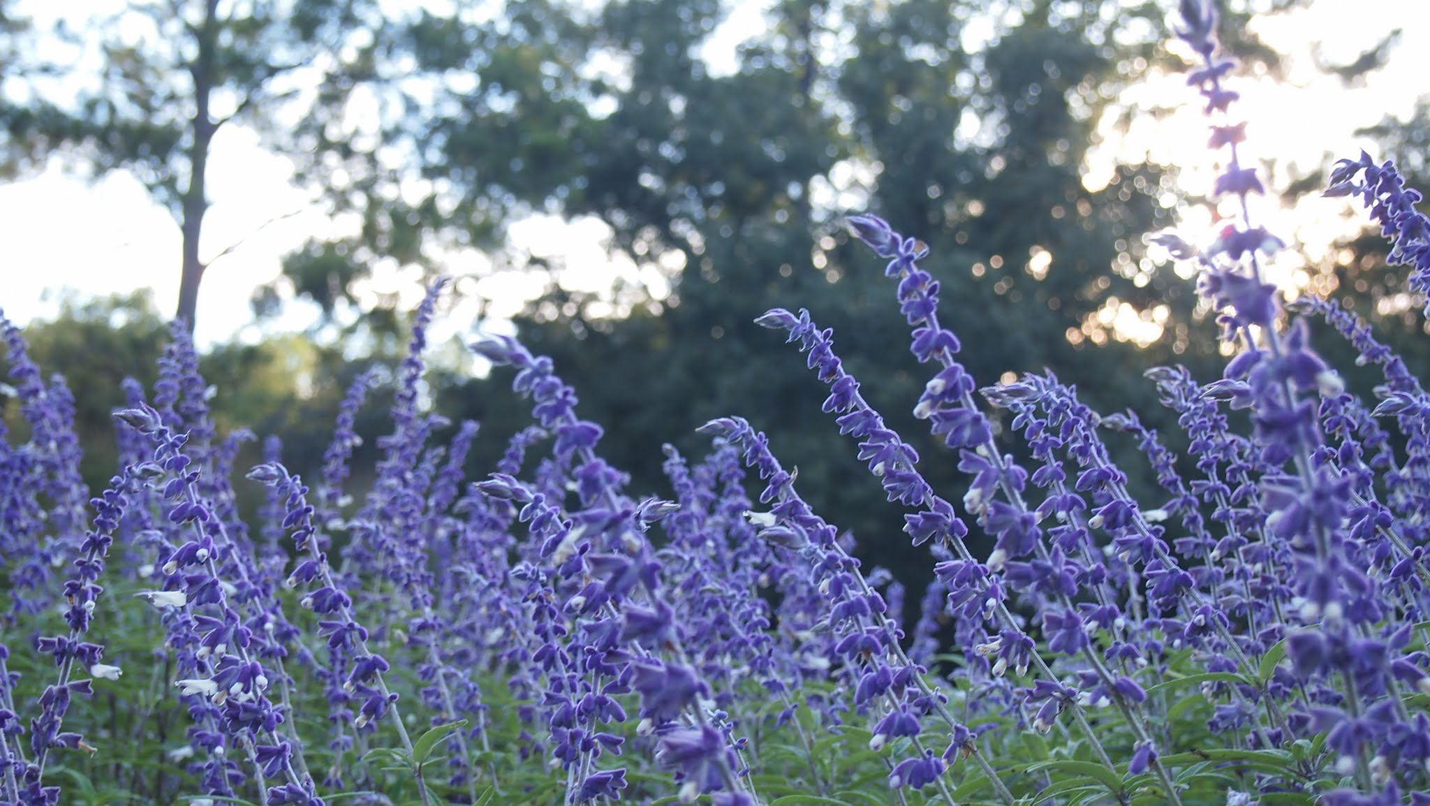 Salvia leucantha | Shutterbug